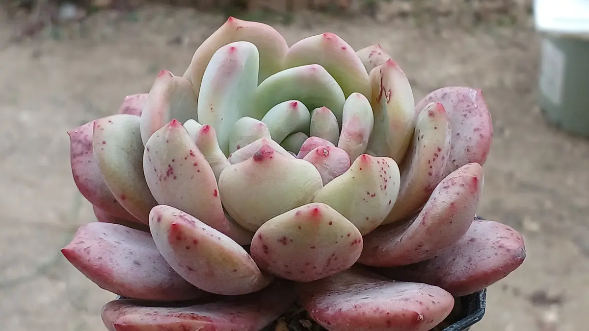 血斑入りアリエル 韓国苗 葉挿し 多肉植物 血しぶき 血斑入りアリエル 韓国苗 葉挿し 多肉植物 血しぶき 【公式通販】