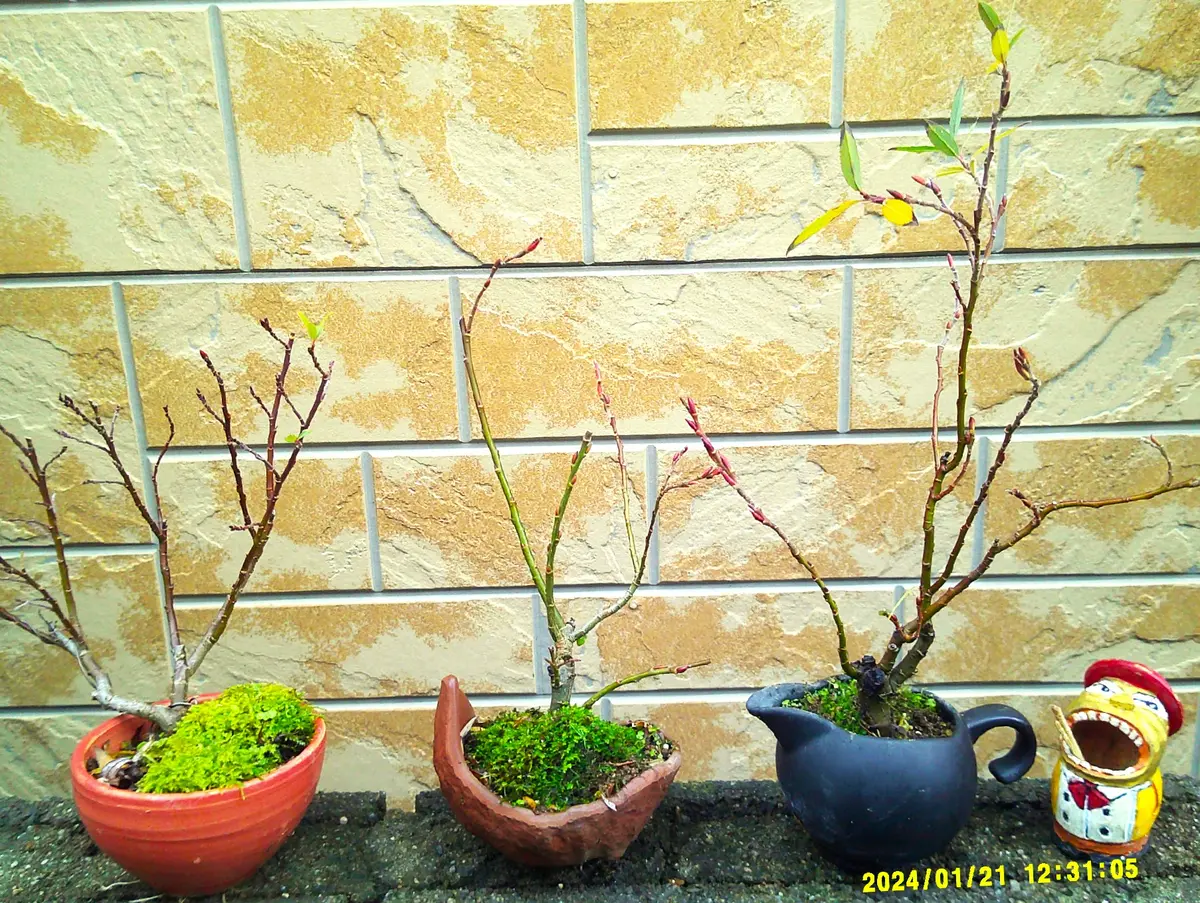 ピンクネコヤナギ 発芽苗 →1苗 もふもふで可愛い猫柳 ピンク