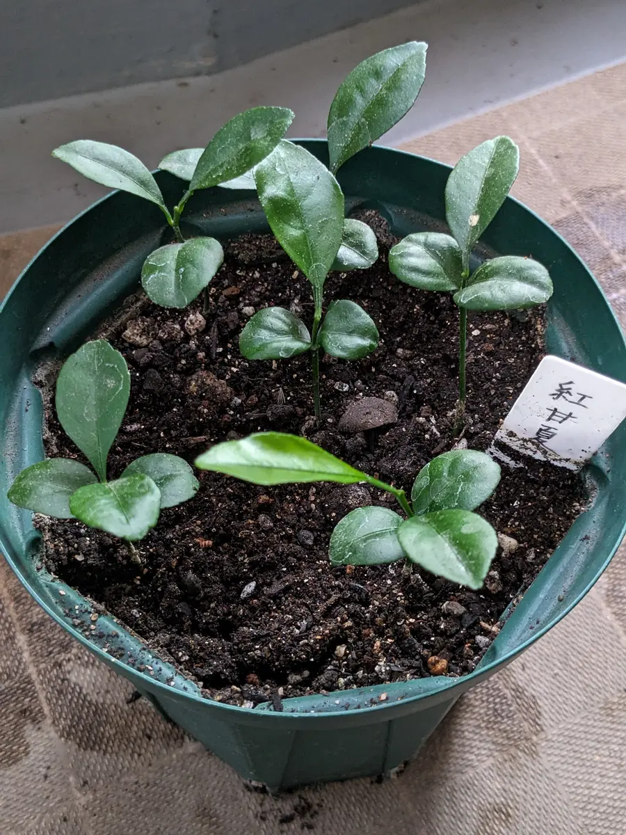 からたち（枳殻）の苗木300本セット農薬不使用 実生苗 【公式通販】