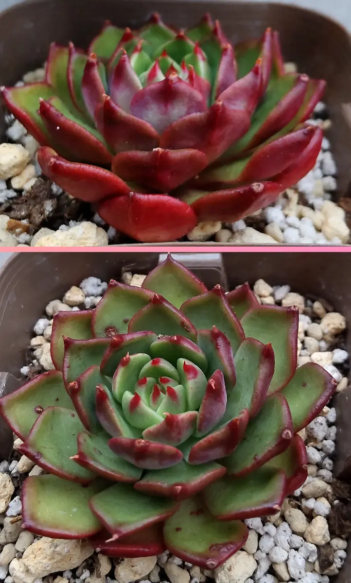 92#多肉植物アエオニウム錦❤️ アンナ錦❤️14頭21cm 鉢土付き出荷