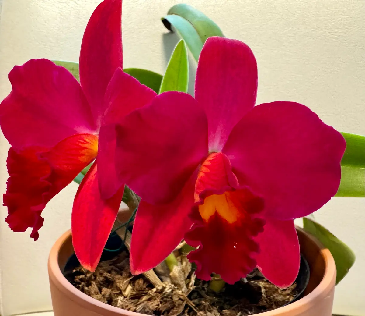 赤いカトレア｜園芸日記byカトレ｜みんなの趣味の園芸｜1160115