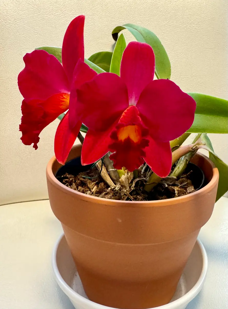 赤いカトレア｜園芸日記byカトレ｜みんなの趣味の園芸｜1160115