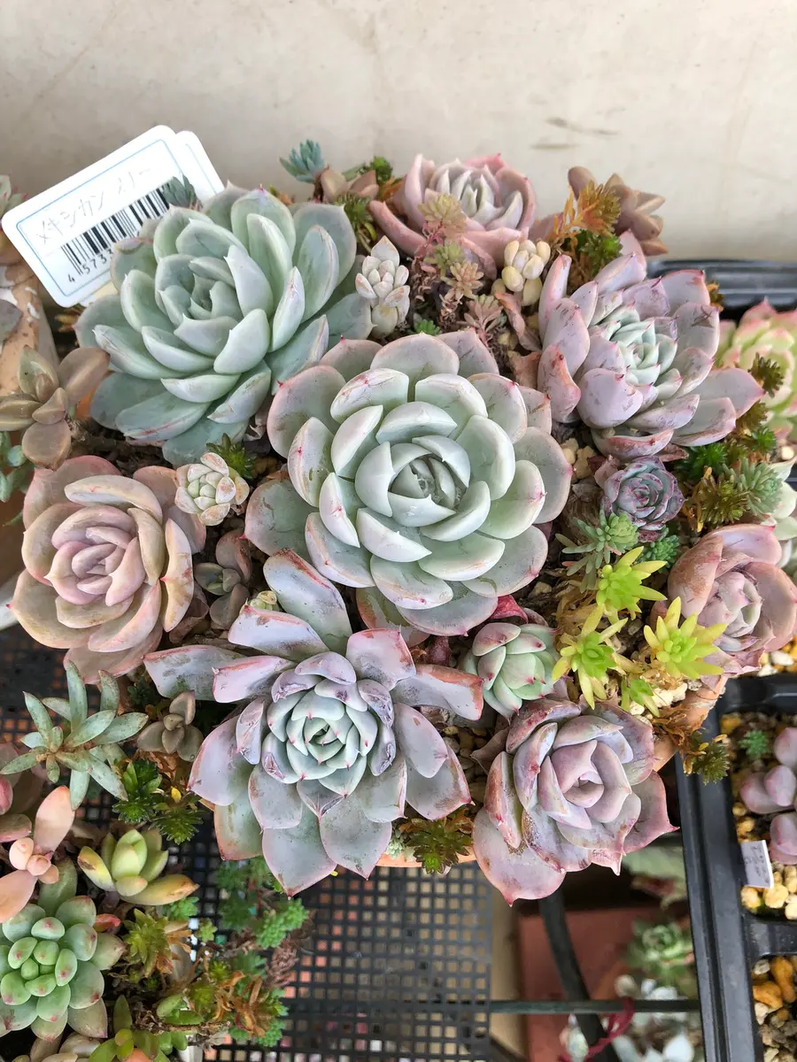多肉植物がかわいくて仕方ない💕寄せ植え編｜園芸日記bydenndoro-k
