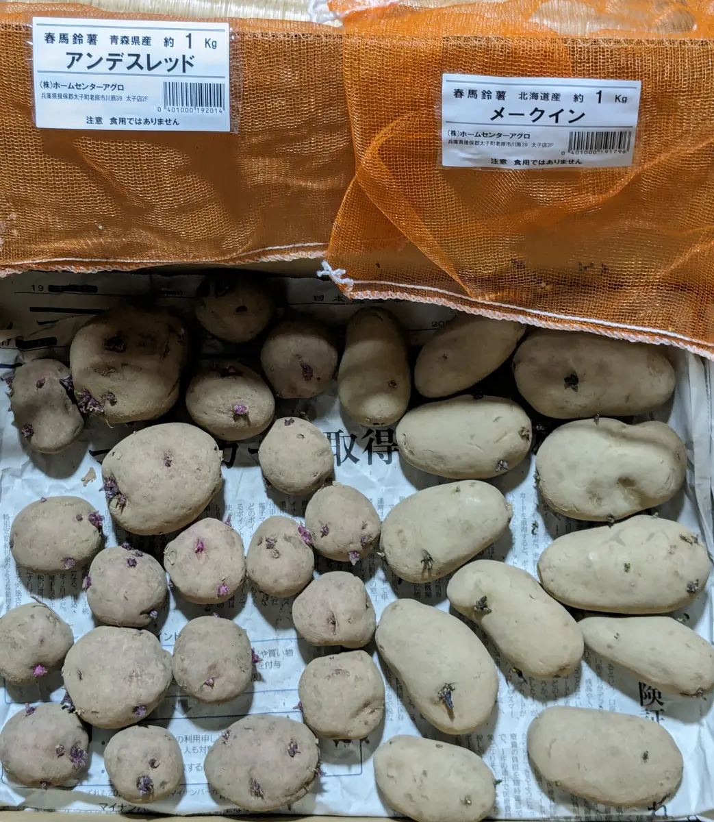最も信頼できる デイストロイヤーグランドペチカ種芋無農薬除草剤無し 煩い 野菜