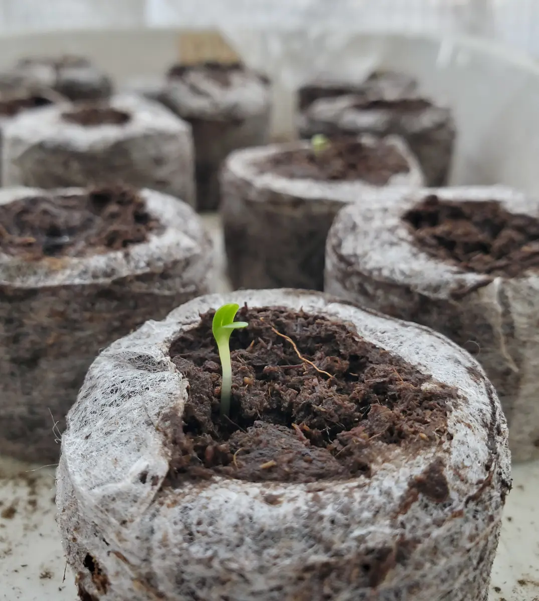 スカビオサ発芽｜園芸日記byakoch@n｜みんなの趣味の園芸｜1160850