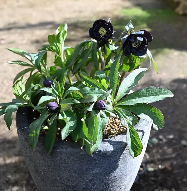 クリスマスローズの鉢植えの日記一覧|有島 薫さんの園芸日記〔3ページ目 クリスマスローズの鉢植えの日記一覧|有島 薫さんの園芸日記〔3ページ目