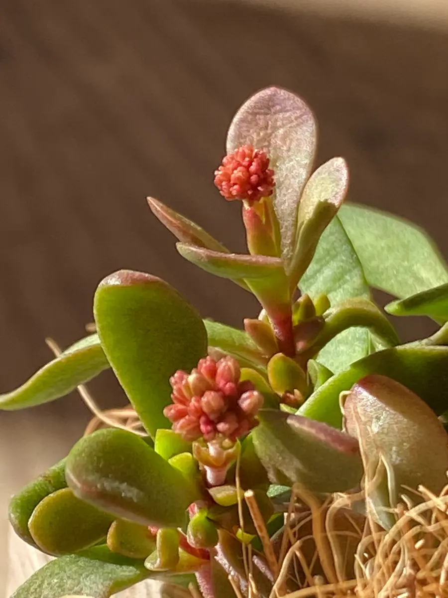 2つの紅稚児さん🪴🪴｜園芸日記byrosewood｜みんなの趣味の園芸｜1161266