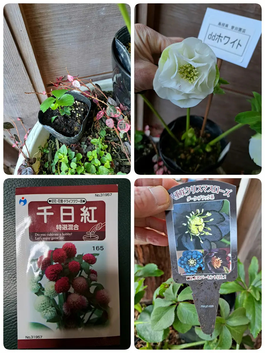 土曜日まで!値下げ!優しい花色♪素敵なクリスマスローズ、鉢 土曜日まで!値下げ!優しい花色♪素敵なクリスマスローズ、鉢