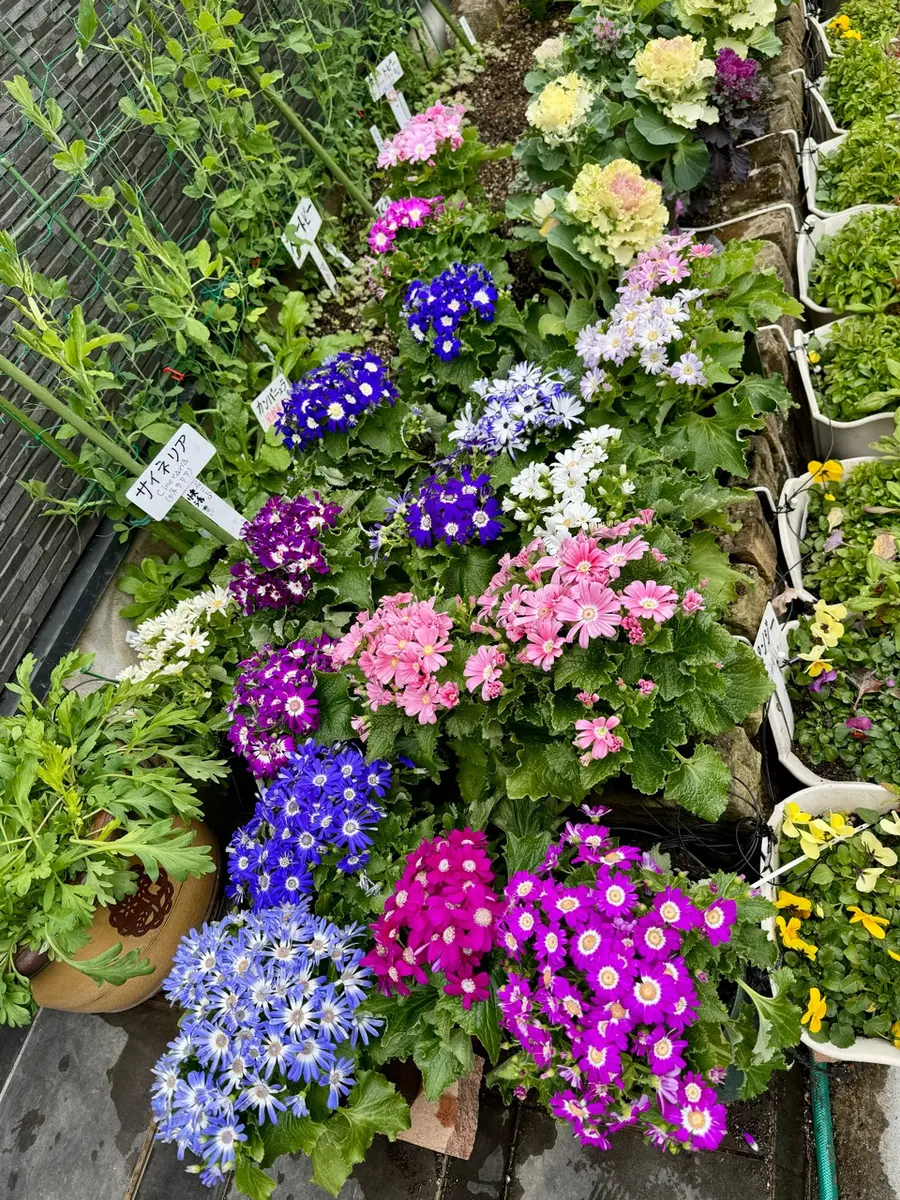 サイネリア6鉢 花壇に下ろす｜園芸日記byMemoryofHappyRose｜みんなの