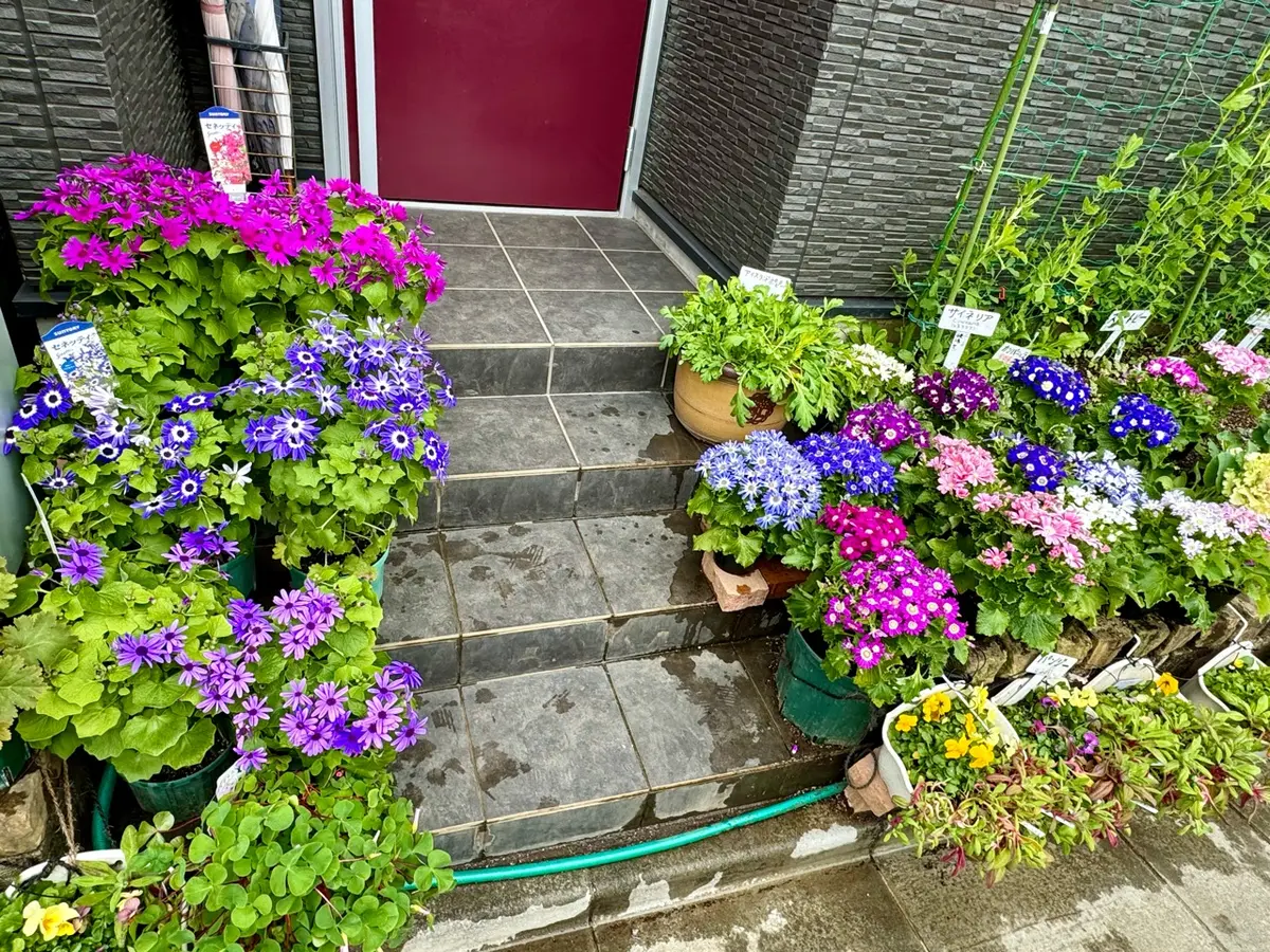 サイネリア6鉢 花壇に下ろす｜園芸日記byMemoryofHappyRose｜みんなの