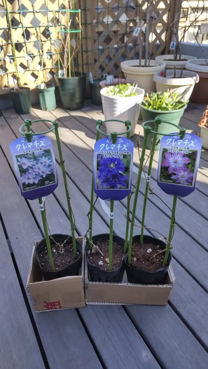 クレマチス　苗③ クレマチス 苗③ クレマチス苗ゲット😊〔写真1枚目〕-HFオールドさん