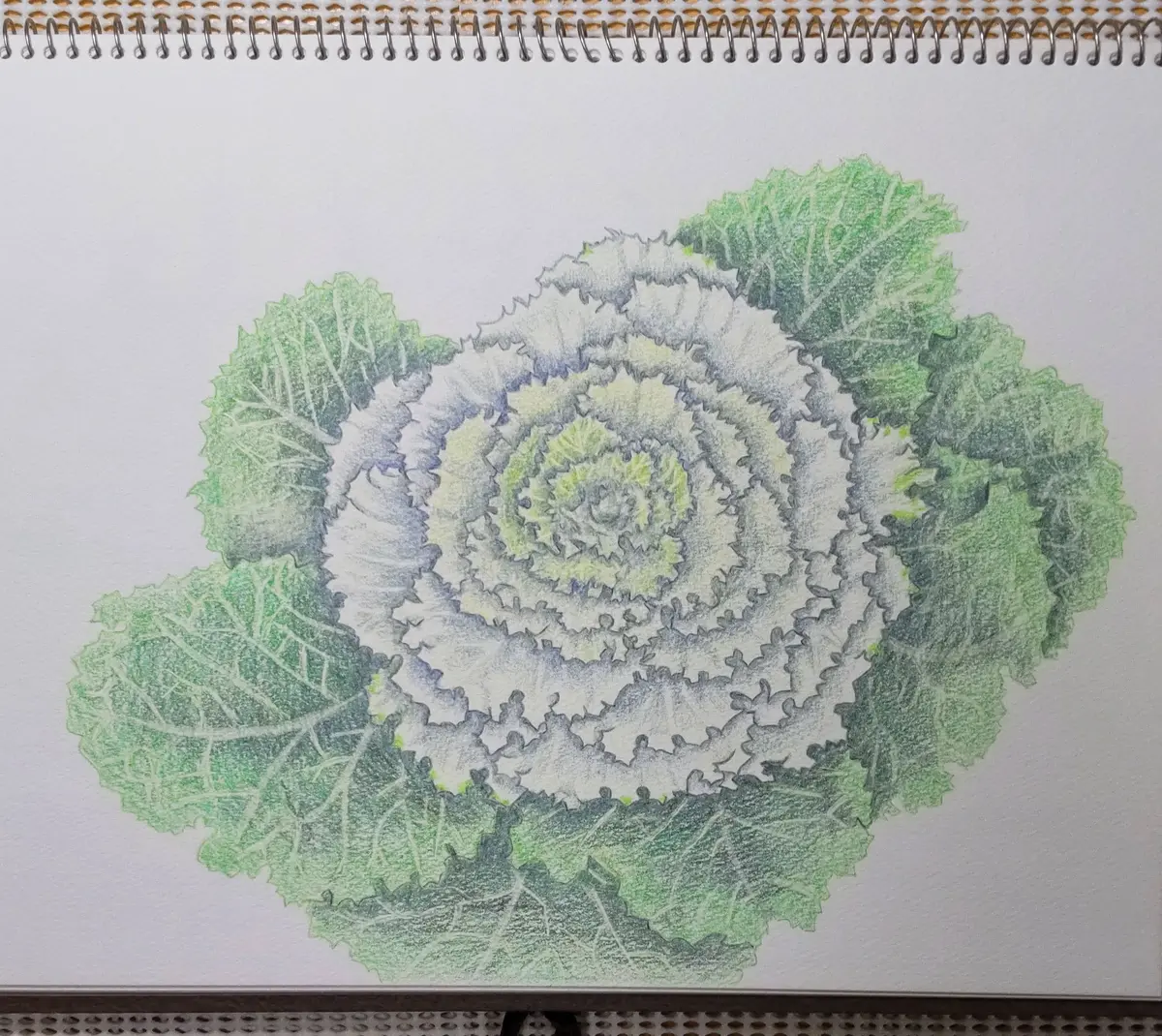 昔の色鉛筆画✨｜園芸日記byゆりYO｜みんなの趣味の園芸｜1161927