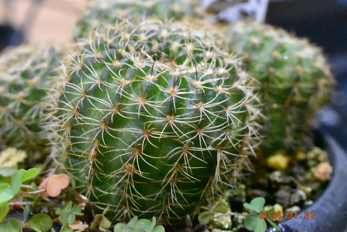 多肉植物 国王・八重咲き花サボテン ロビビア 国王の