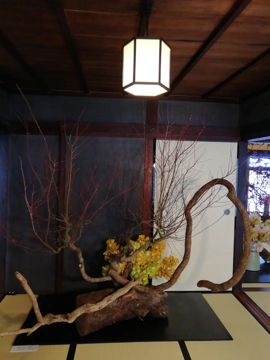 ロウヤガキ(老爺柿)｜園芸日記by三日月｜みんなの趣味の園芸