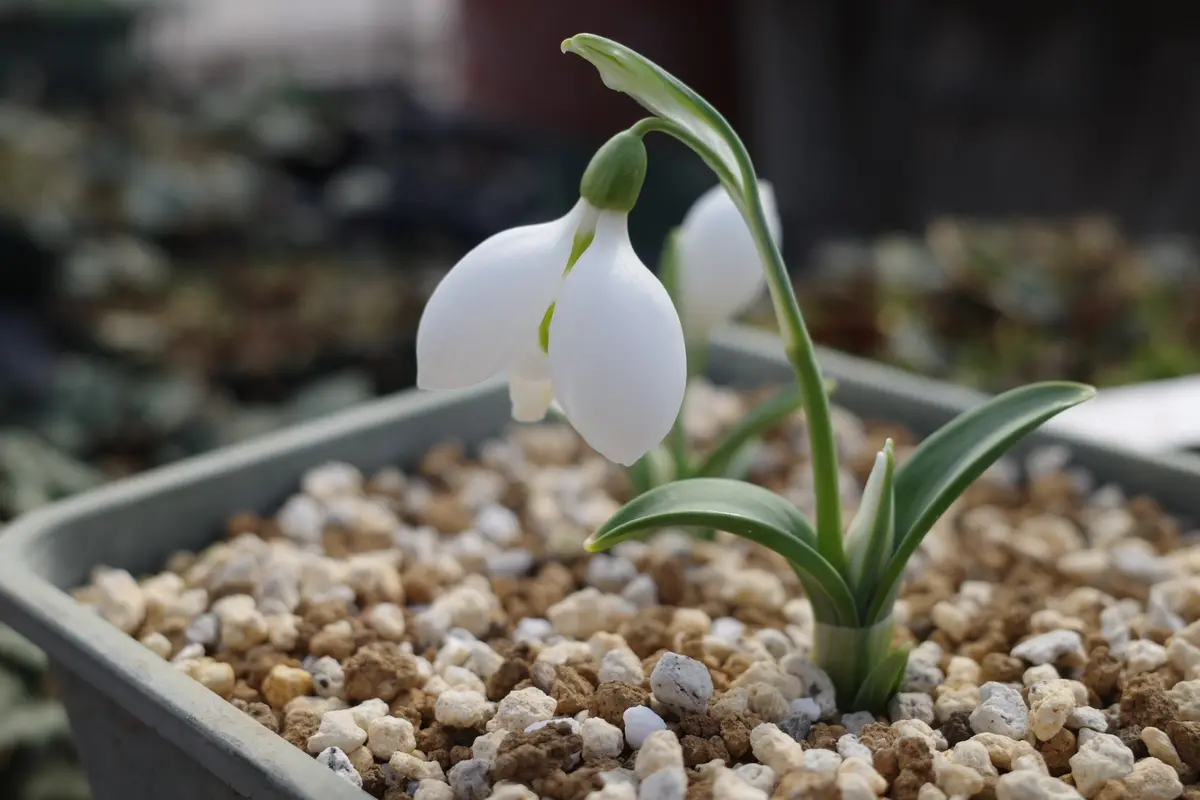スノードロップ｜園芸日記byreosaku｜みんなの趣味の園芸｜1162654