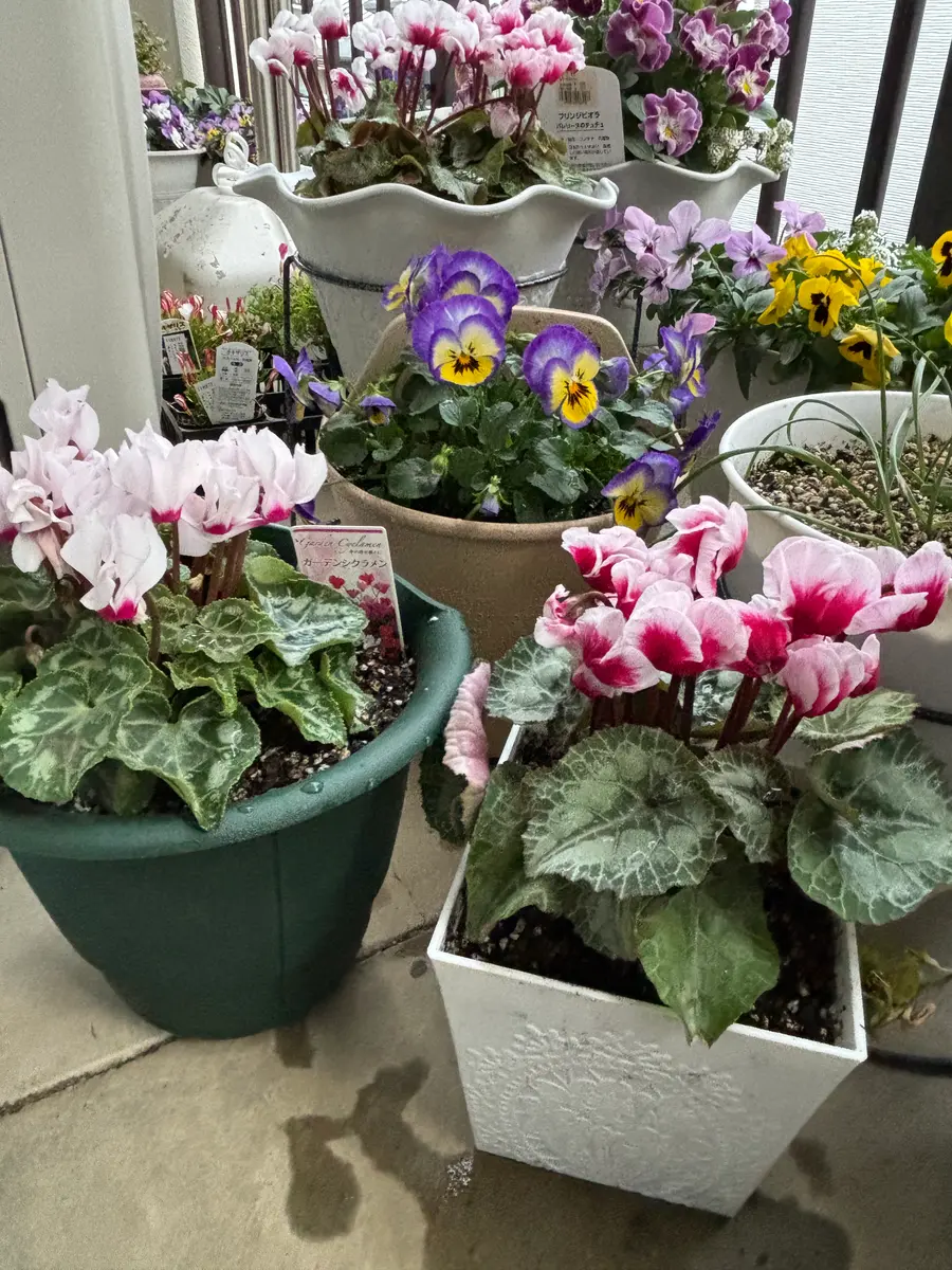 やっと植え付けた‼️虹色スミレ ガーデンシクラメン｜園芸日記byみ