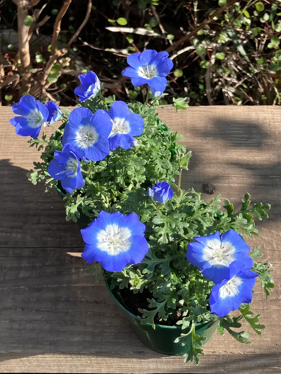 世界を買える 海外ブランド ネモフィラ購入💙｜園芸日記by花柘榴｜みんなの趣味の園芸｜1163122 花