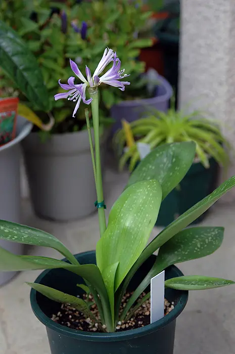 紫色の彼岸花｜園芸日記byジャカランダ｜みんなの趣味の園芸｜116323