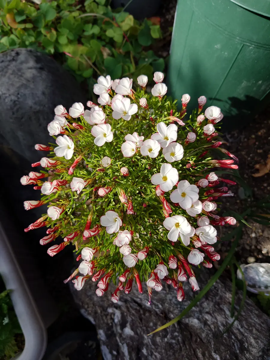 超芳香ザリス、Oxalis pocockiaeも開花 | 緑町のウェブ屋