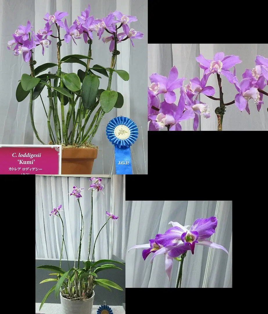 世界らん展2024 その3 トロフィー賞（カトレヤ系）｜園芸日記byレプト