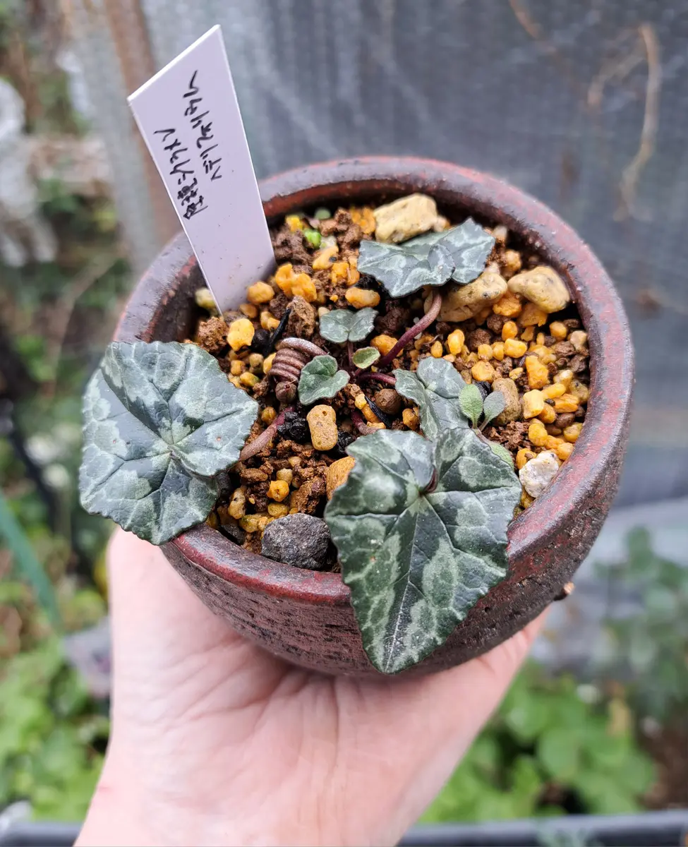 原種シクラメン ヘデリフォリウム〔写真1枚目〕-ヴィヴィちゃんさんの