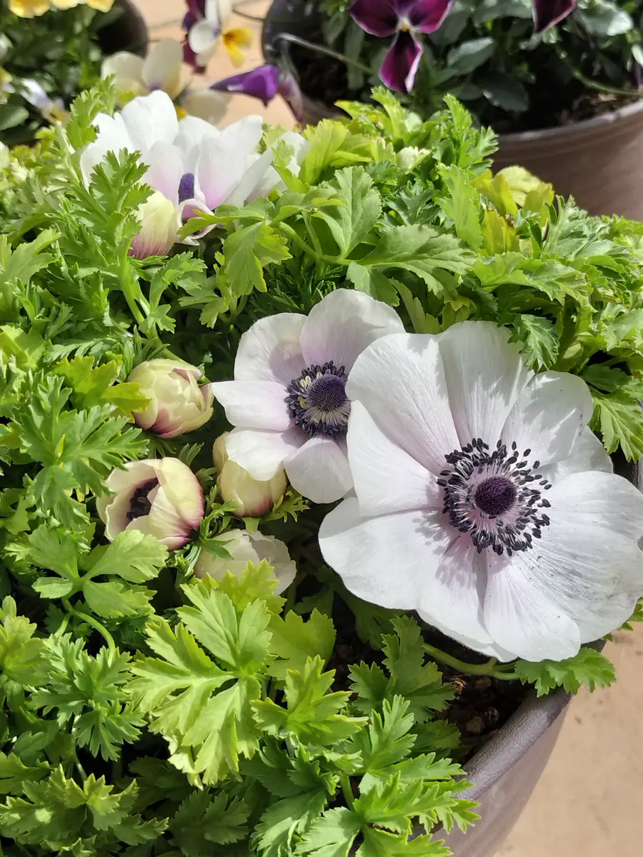 アネモネ紫💜開花〜🎉｜園芸日記byチョコみかん｜みんなの趣味の園芸