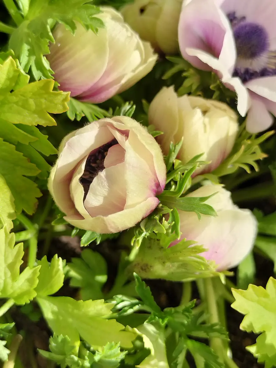 アネモネ紫💜開花〜🎉｜園芸日記byチョコみかん｜みんなの趣味の園芸