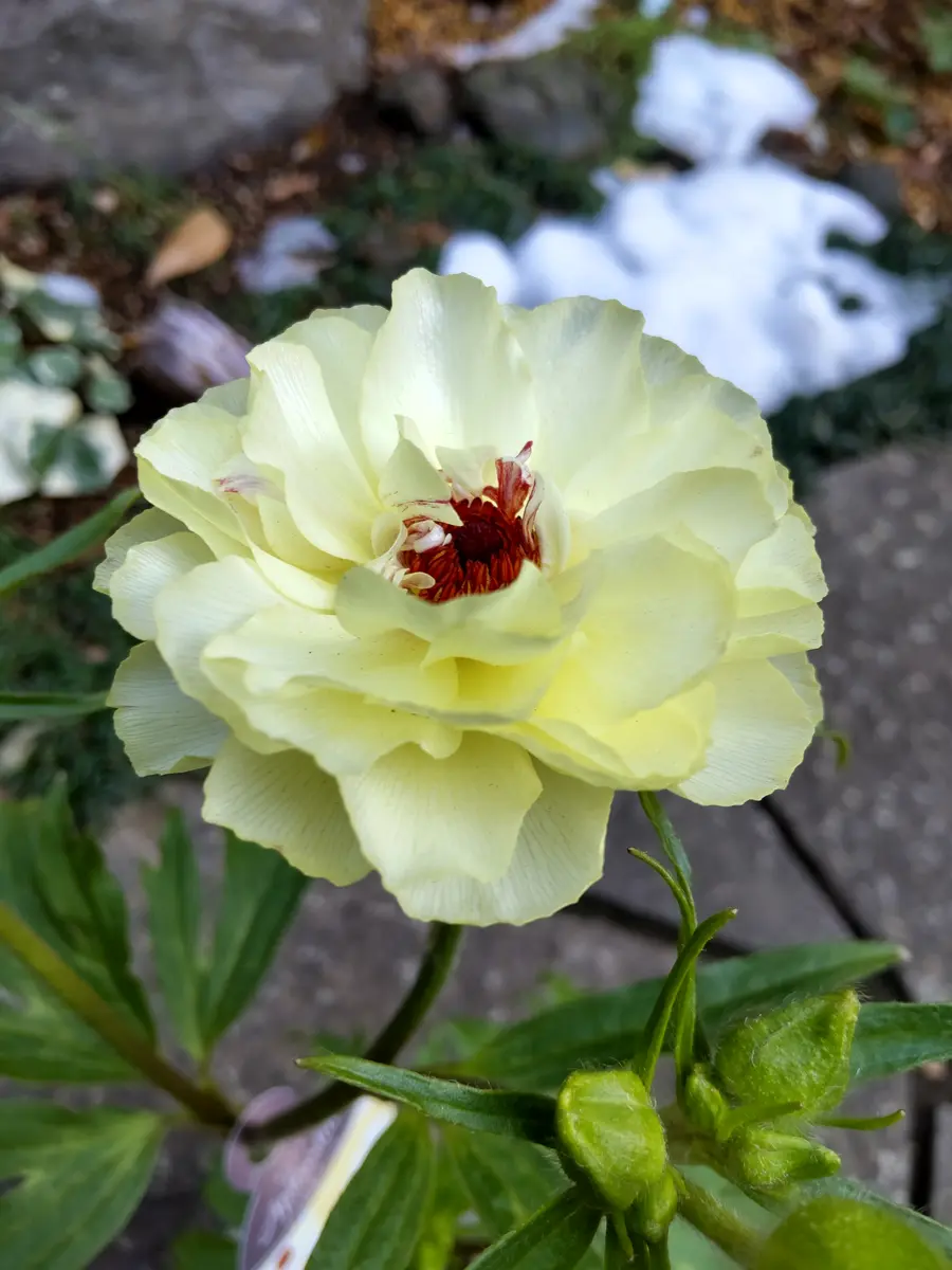 こんにちは、アフロディーテです💛｜園芸日記byビスケ｜みんなの