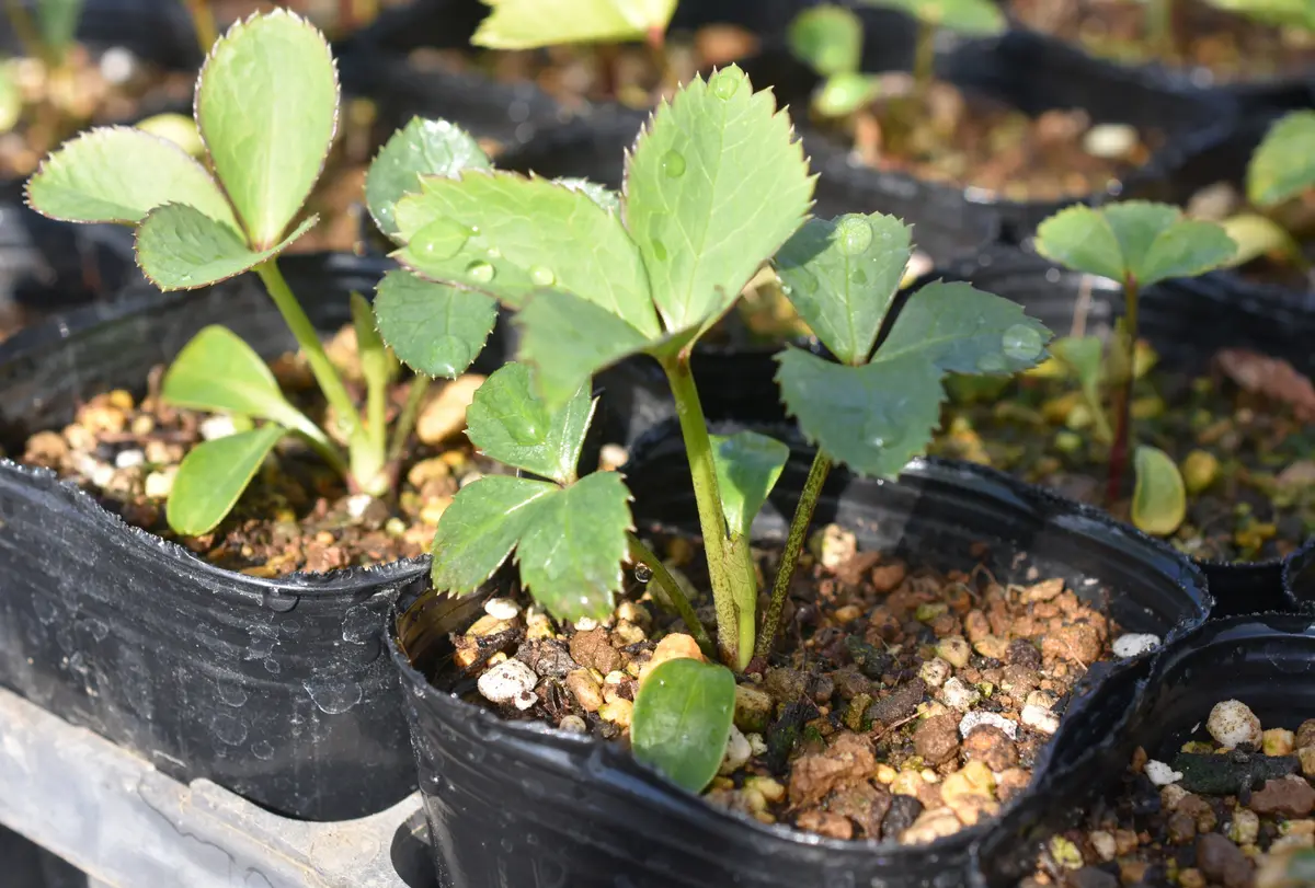 大きめ　発芽苗　30本 大きめ 発芽苗 30本