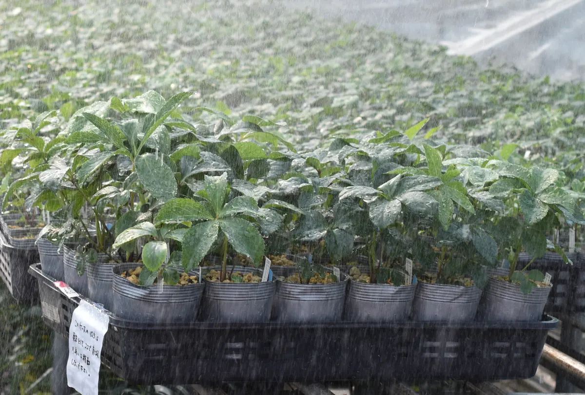 明日葉の新芽 Amazon.co.jp: Tomorrow Leaves (Ashitaba) Seedlings (3