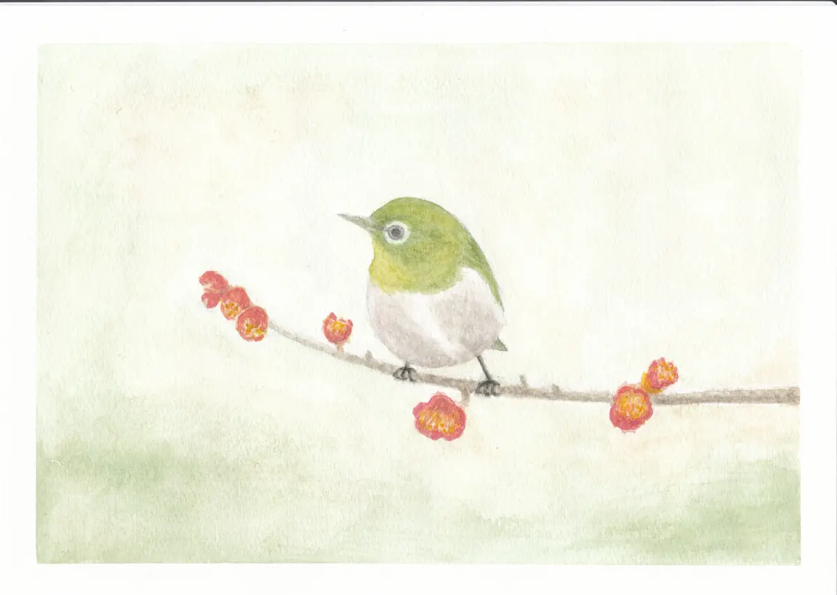 紅白の梅とメジロ｜園芸日記byキジバト｜みんなの趣味の園芸｜1164963