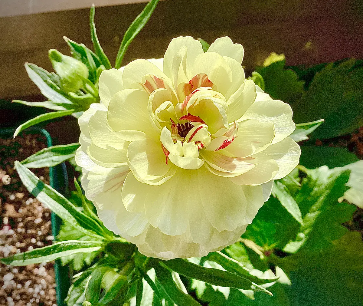 ラナンキュラス ラナンキュラス ラックスシリーズ 『ミノアン』 綾園芸さん育種