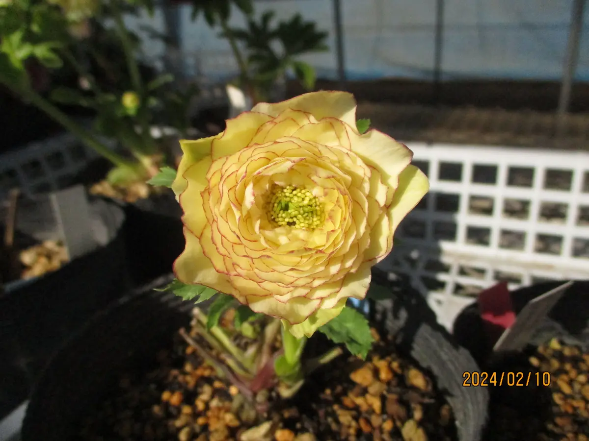 加藤農園に行ってきました・7｜園芸日記byみゆき｜みんなの趣味の園芸