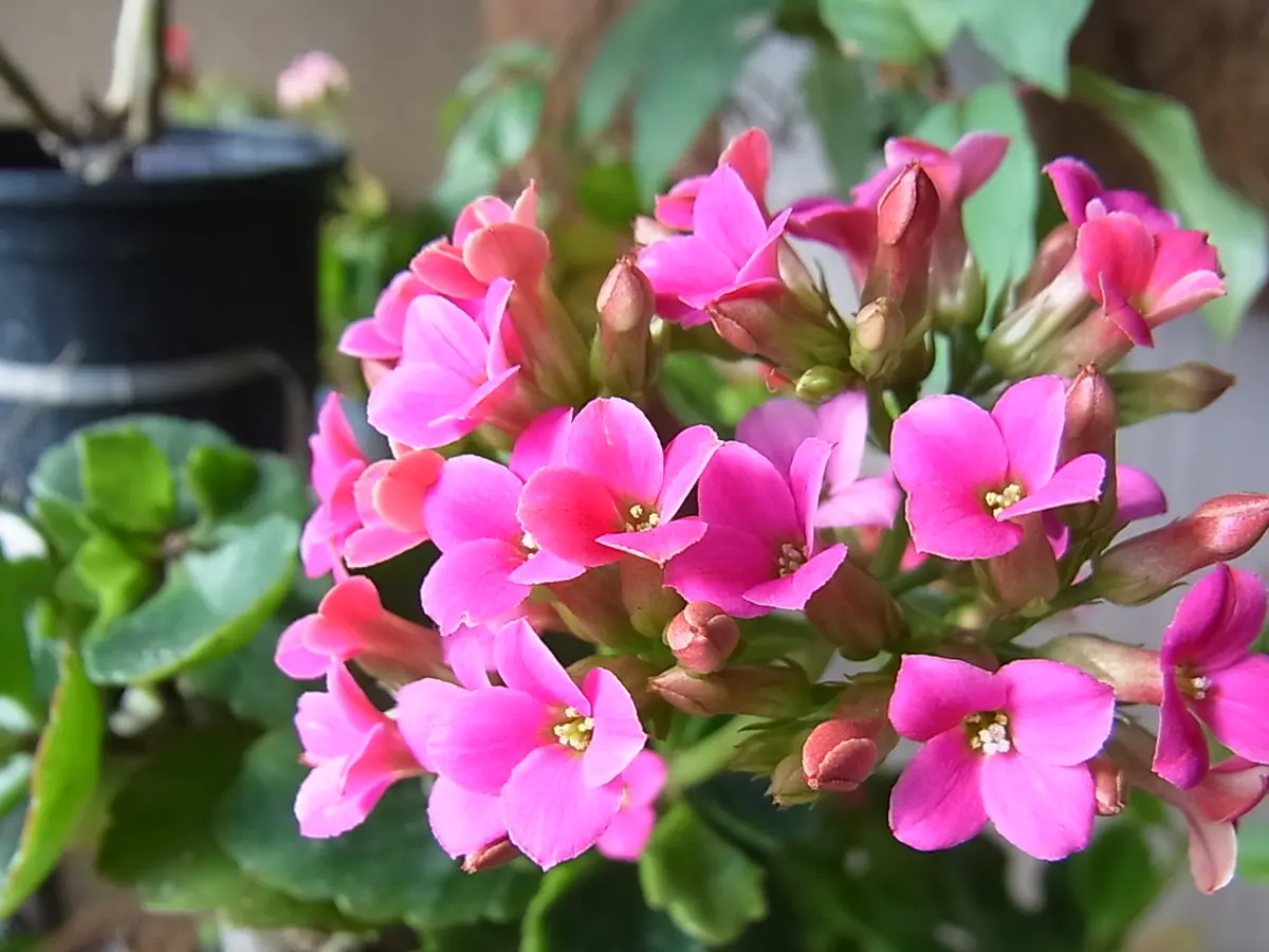 【セール 登場から人気沸騰】 カランコエの花｜園芸日記byblanca7977｜みんなの趣味の園芸 その他観葉植物