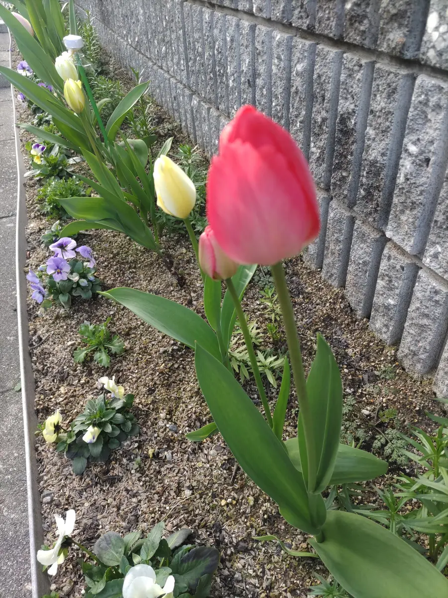 2／10咲いた咲いたチューリップの花がo(^-^o)(o^-^)o♪｜園芸日記by 