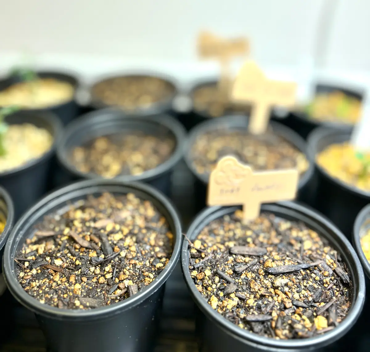 植物の奴隷　月曜日発送様 リクエスト 5点 まとめ商品 聖新陶芸 The BONSAI 栽培セット 黒松 盆栽 和風 ギフト | チャーム