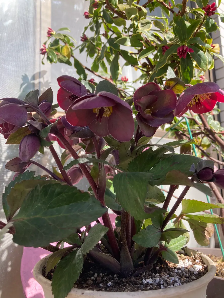 【日本製】 クリスマスローズ♡氷の薔薇ナイチンゲール｜園芸日記byたねこ 鉢花
