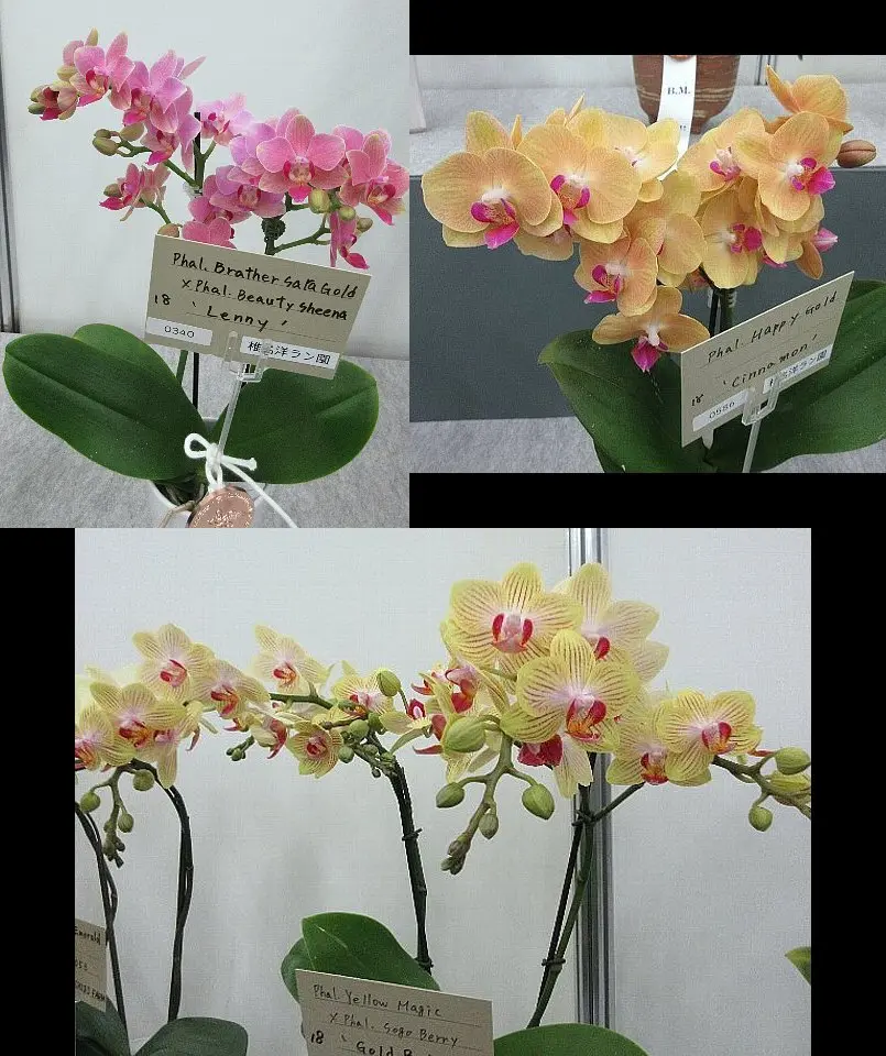 世界らん展2024 その13 個別展示 ファレノプシス｜園芸日記by