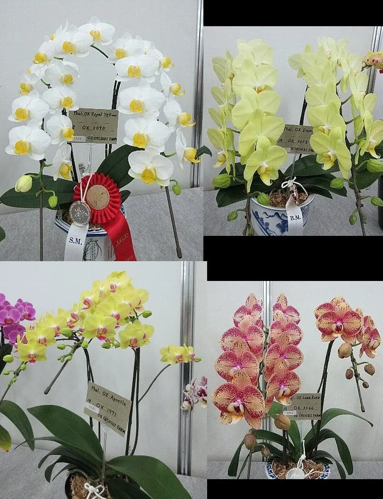 user_1242a77b　ファレノプシス　2種 ファレノプシス類 | 洋蘭.jp