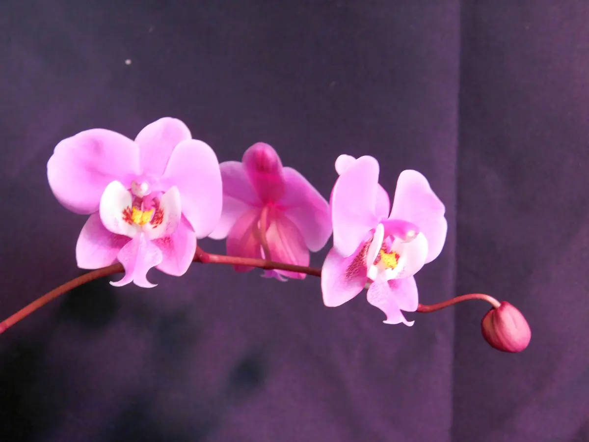 胡蝶蘭原種 シレリアナ'TKB' 開花｜園芸日記byネカタ