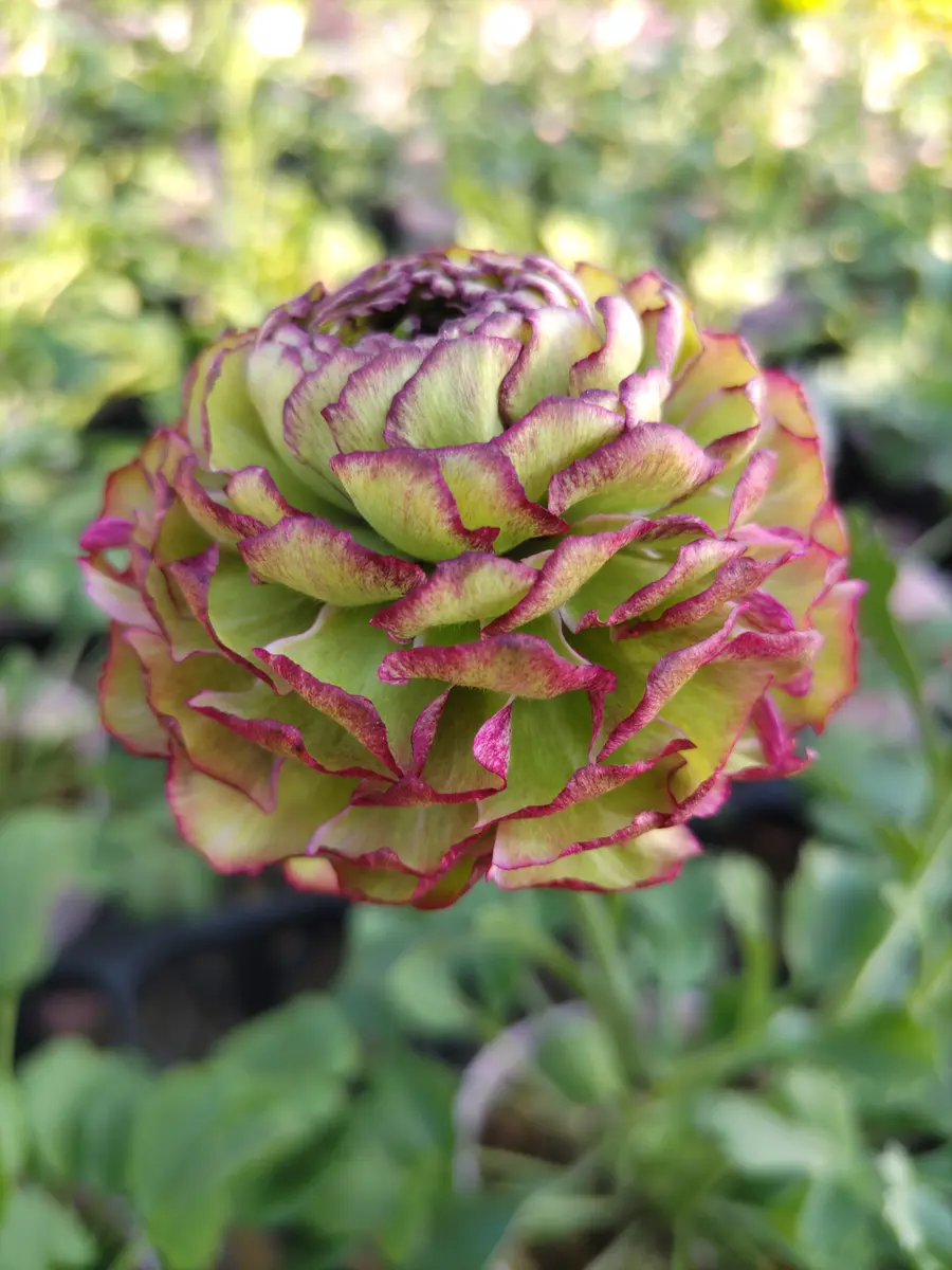 この花は普通のラナンキュラスですか？ラナンキュラスポンポン