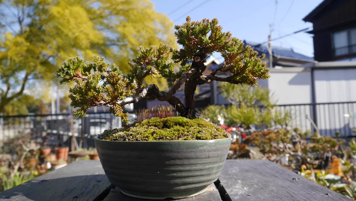 這柏槙(ハイビャクシン)別名ソナレ 磯馴(ソナレ)別名這柏槙(ハイビャクシン)〔写真2枚目〕-shinji70