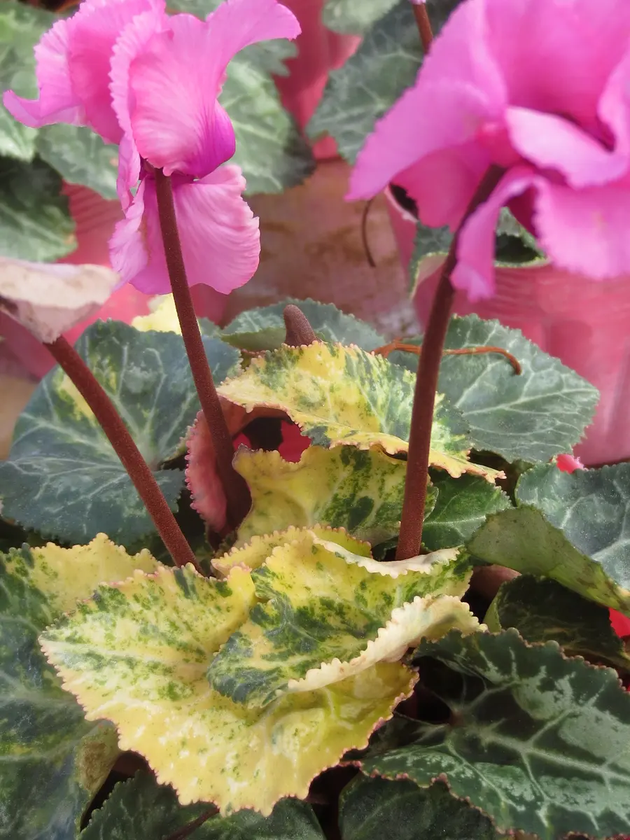 斑入りのシクラメン｜園芸日記by華｜みんなの趣味の園芸｜116687