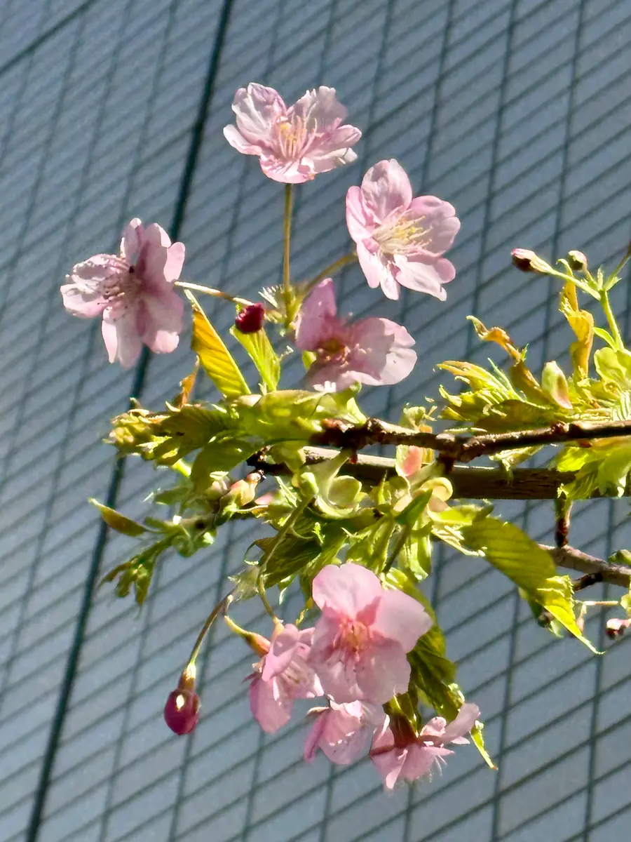 近所の早咲き桜 5分咲き｜園芸日記byMemoryofHappyRose