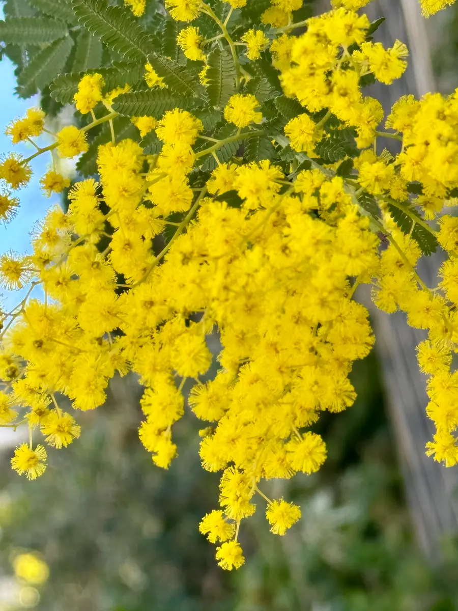 ミモザの花に会いました❗️｜園芸日記byMemoryofHappyRose｜みんなの