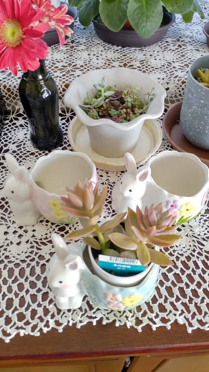 ミニ咲きひまわり♪｜園芸日記byネコパンチ1967｜みんなの趣味の園芸