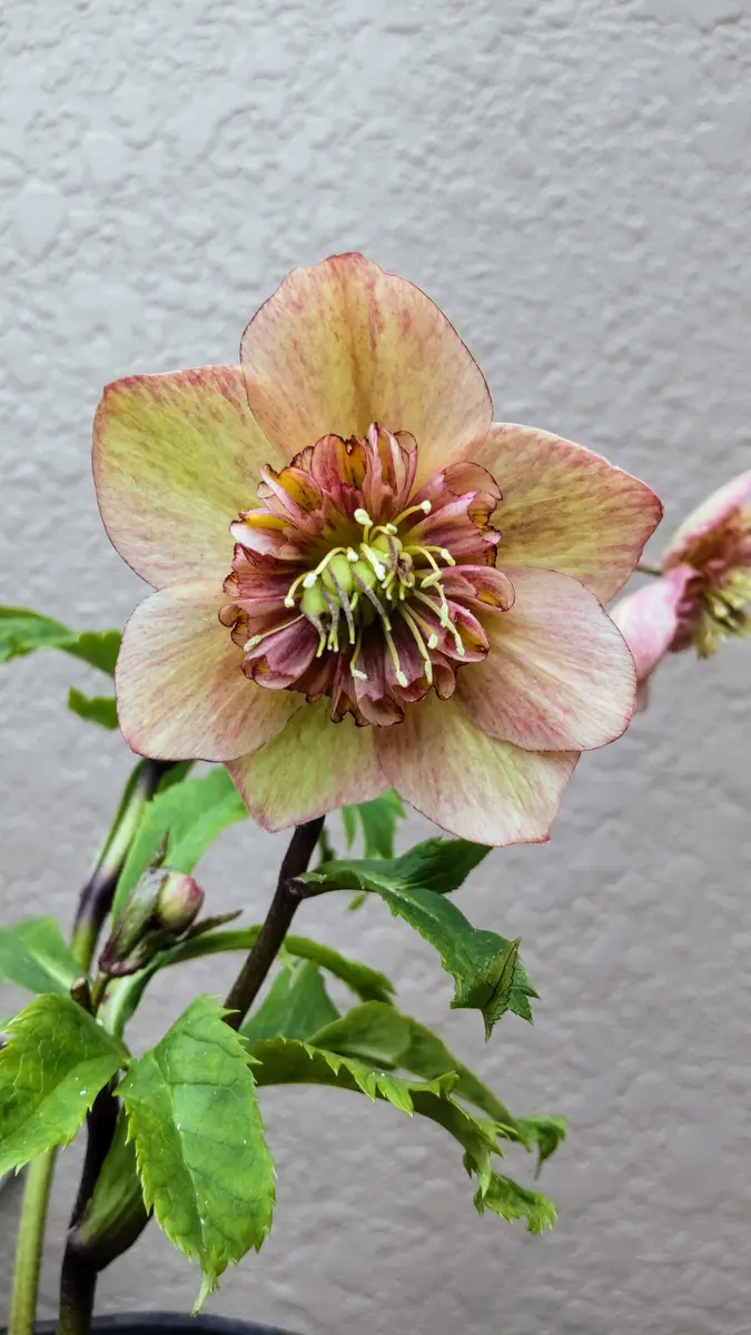 謎の花(クリスマスローズ)｜園芸日記byさいちぇん｜みんなの趣味の園芸