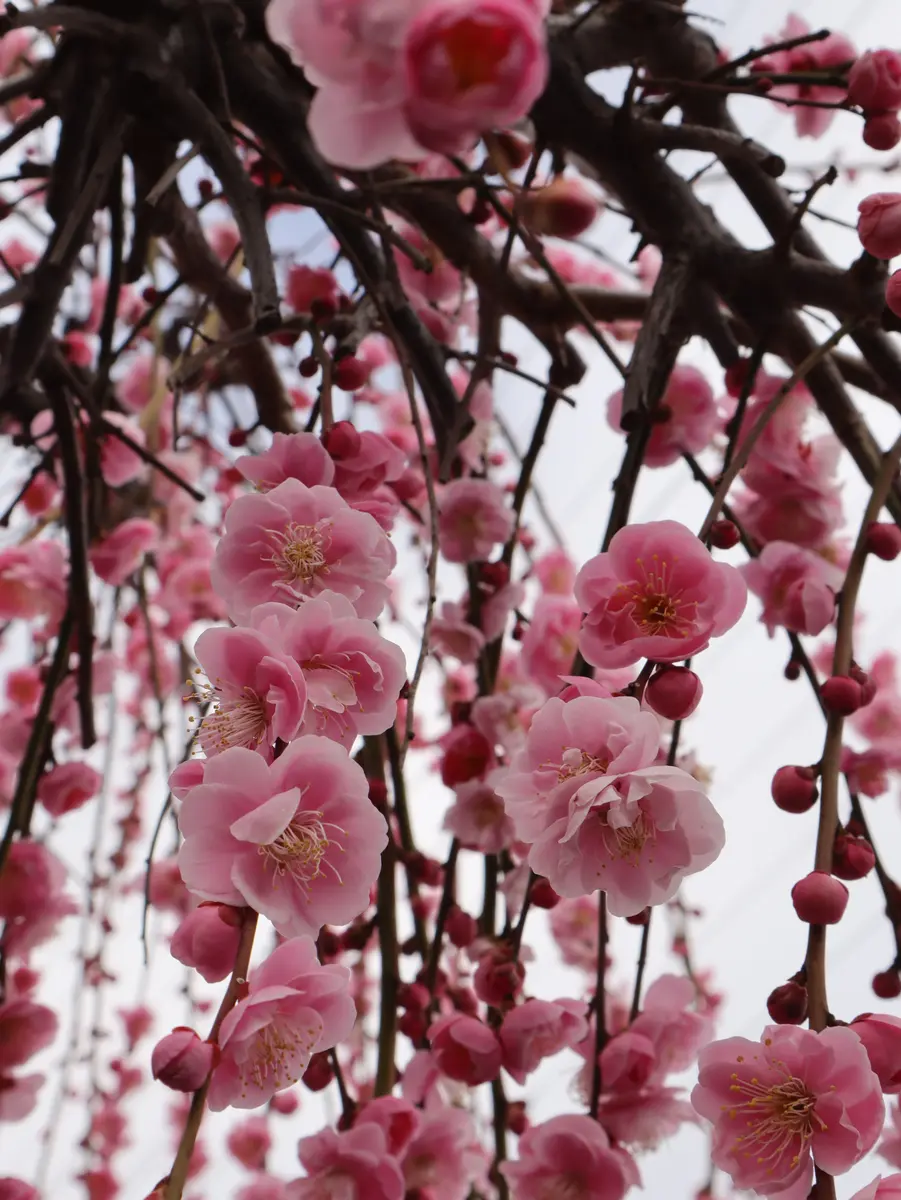 【中古】 論語 にわうめの花/文芸社/吉永彩霞 中古】 論語 にわうめの花 / 吉永 彩霞 / 文芸社 [単行本