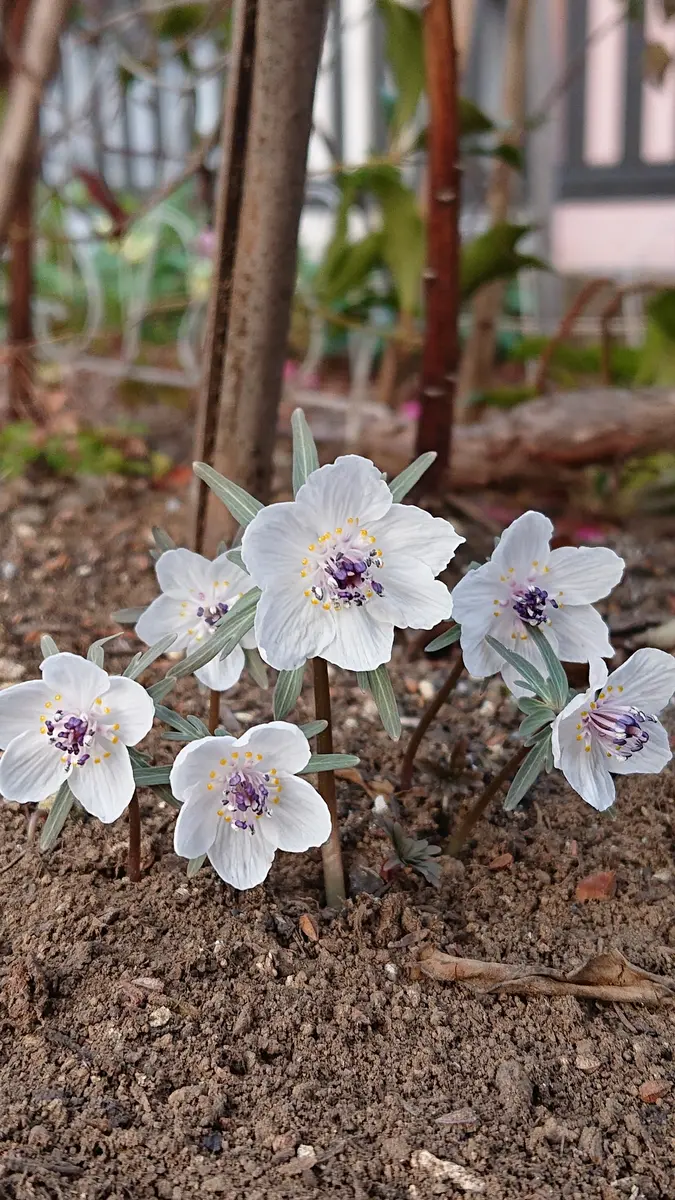 セツブンソウとクリスマスローズ🏵️｜園芸日記byしぃママ｜みんなの
