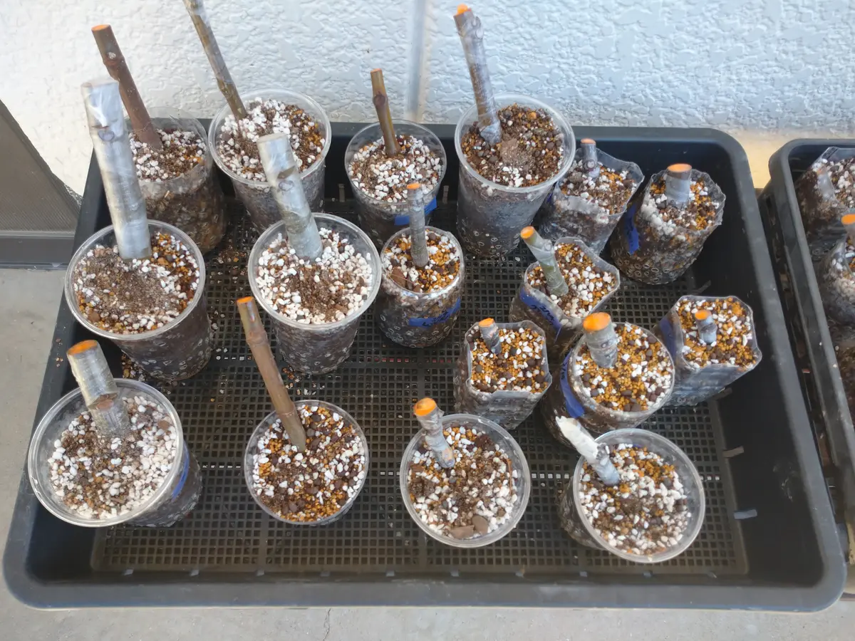 gin Zu様専用 イチジク挿し木 🍐イチジク【挿し木】鉢上げ2｜園芸日記